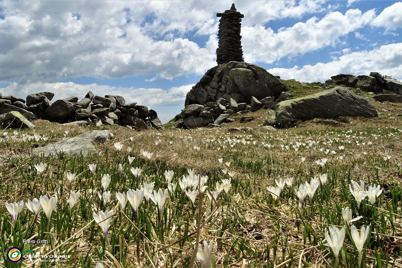 03 Crocus all'omone del Sent. 101.JPG